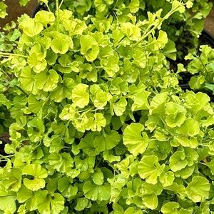 Meet your Posher, Trevor